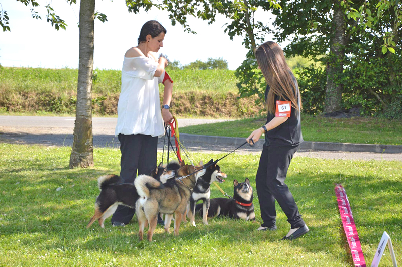 expo-regionale-elevage-lalleu-2018-shiba-inu-CKK