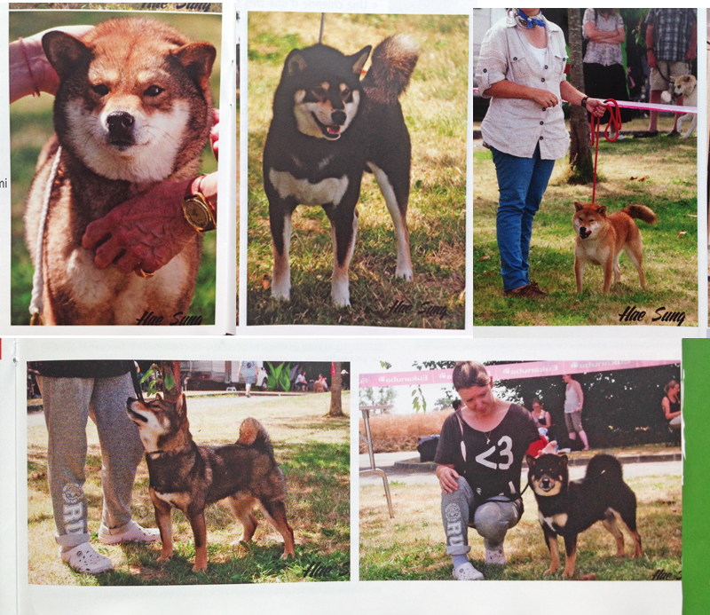 regionale-CFCNSJ-2015-shiba-inu-bulletin