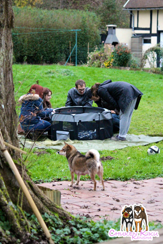 visite-rencontre-chiots-puppies-elevage-shiba-inu-CKK