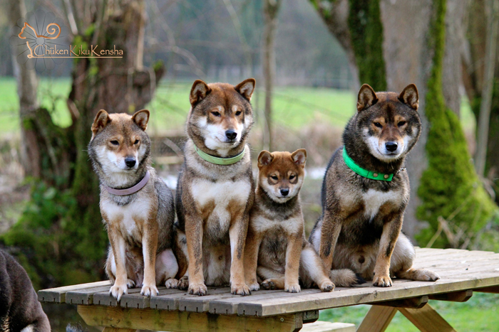 sesame-goma-shiba-inu-elevage-CKK