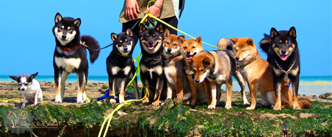 Shiba-inu-CKK-elevage-meute-balade-promenade-mer-plage-japanese-dog-shiba-kennel-japan-import-japon