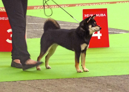 Shiba-inu-meilleur-jeune-championnat-france-2015