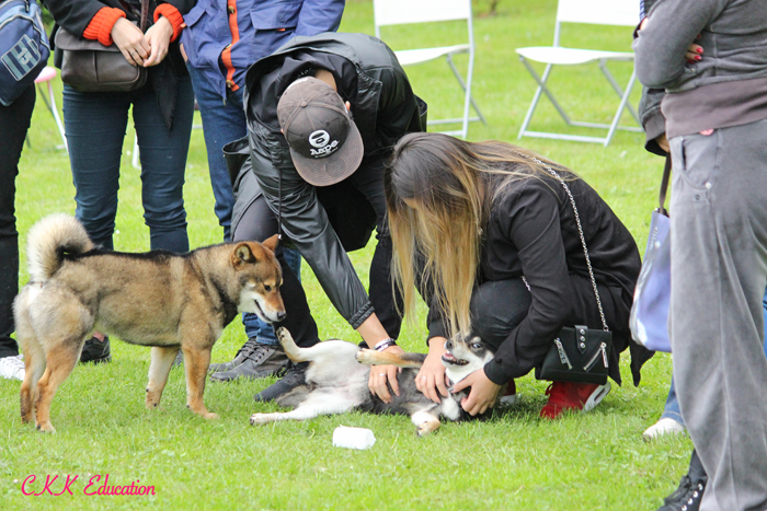 Shiba-inu-elevage-CKK-education-journee-decouverte