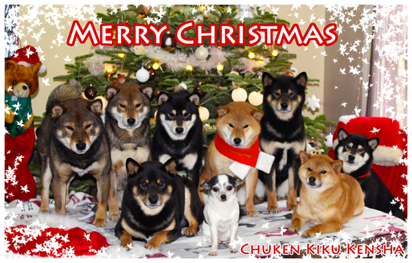 shiba-inu-noel-christmas-2015-CKK