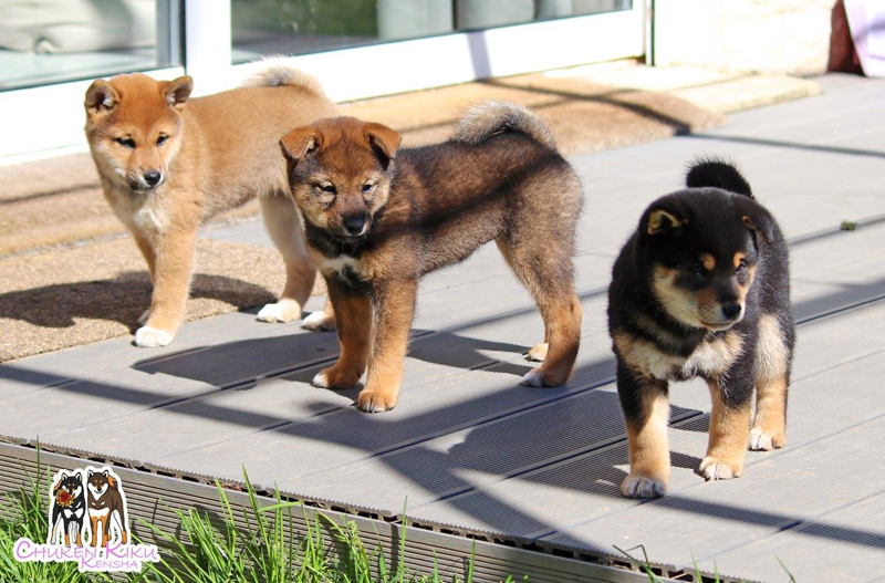 3-colors-couleurs-shiba-inu-chiots-puppies-goma-sesame-CKK