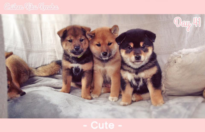 Shiba-inu-chiots-puppies-3-colors-trois-couleurs-girls-femelles-females-sesame-goma-aka-red-kuro-black-tan-dam-Kayo-sire-Jinjyu-Chuken-Kiku-Kensha-elevage-kennel