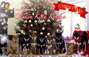 Shiba-inu-christmas-noel-2014-Chuken-kiku-kensha-elevage-CKK-kennel-meute