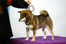 dog-show-shiba-inu-handling