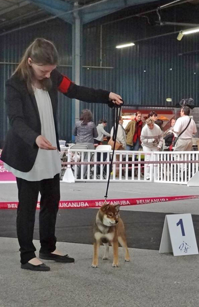 Shiba-inu-elevage-CKK-femelle-sesame-goma-nationale-elevage-2016-production-puppy-Kiko-dogshow