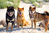 Shiba-inu-elevage-couleur-noir-et-feu-roux-sesame-black-tan-red-sesam-color-kuro-aka-goma-Chuken-kiku-kensha-CKK