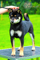 dogshow-entrainement-puppy-shiba-inu-CKK