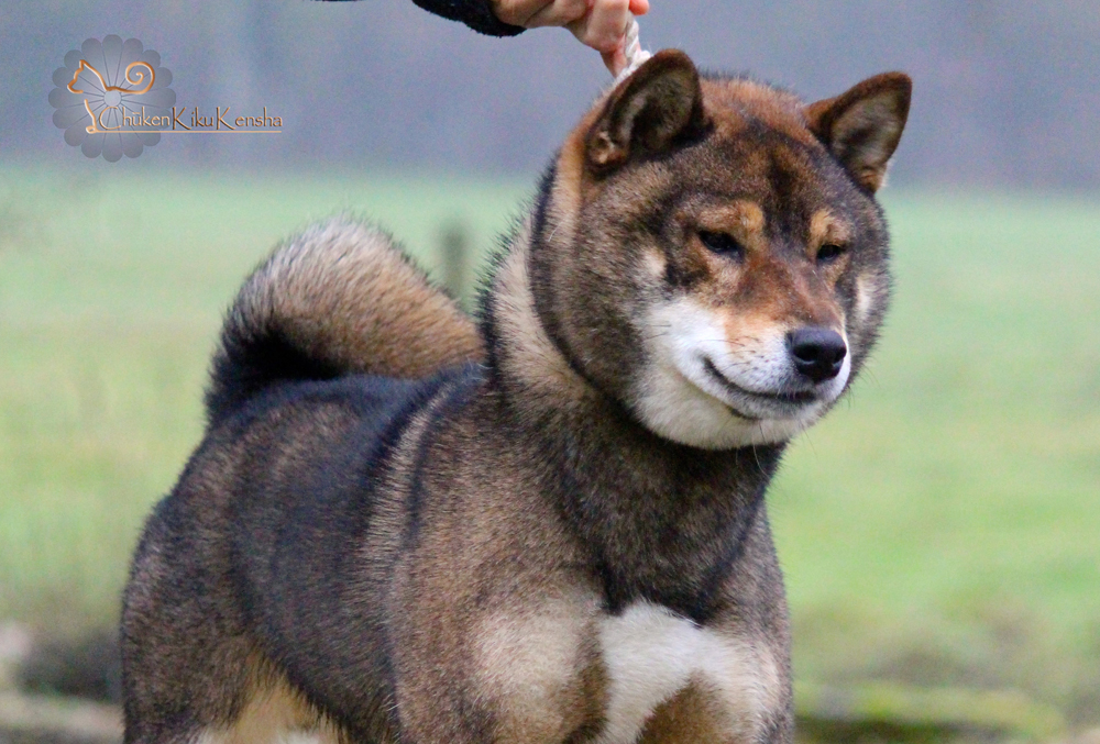 Shiba-inu-sesame-goma-musashi-CKK-kennel