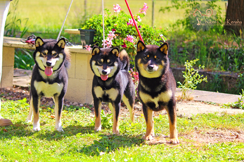 Shiba-inu-black-tan-noir-feu-CKK