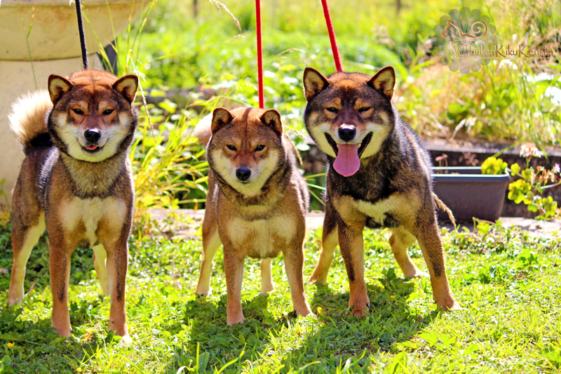 Shiba-inu-sesame-goma-CKK