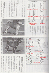 Standard-japonais-nippo-shiba-inu-club-japan