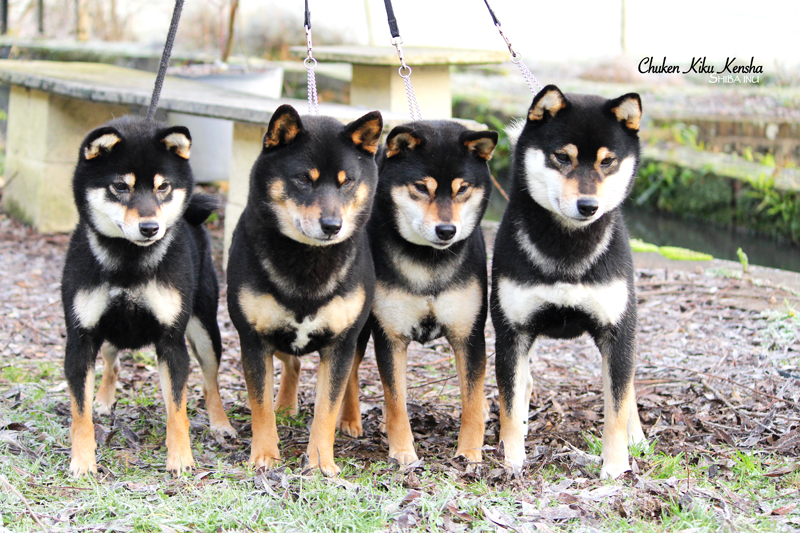 Shiba-inu-black-tan-noir-feu-CKK