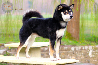 Shiba-inu-black-tan-nippo-show-statique