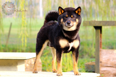 Exposition-canine-presentation-shiba-inu-dogshow