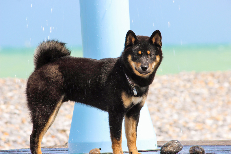 Shiba-inu-noir-et-feu-Black-Tan-Kuro-shiba-CKK-Elevage