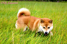 Garde-chien-shiba-inu-oise-paris-95-75