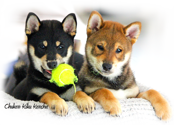 Shiba-inu-puppy-puppies-chiots-litter-portee