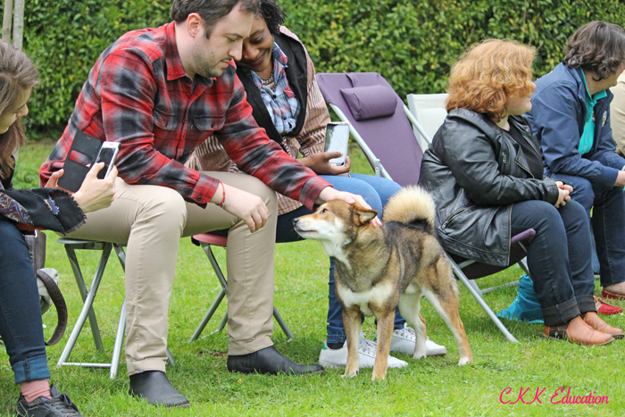 shiba-inu-caractere-rencontre-observation-question