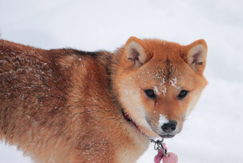 Mame-Shiba-inu-Elevage-CKK-Paris-Eure