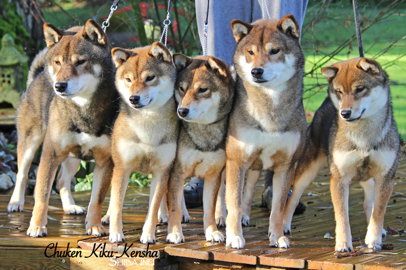 Shiba-inu-sesame-sesam-goma-gris-CKK