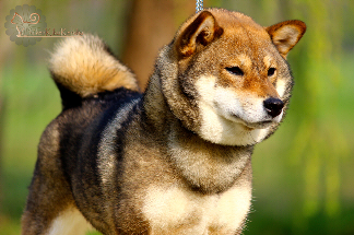 Shiba-inu-sesame-goma-dogshow