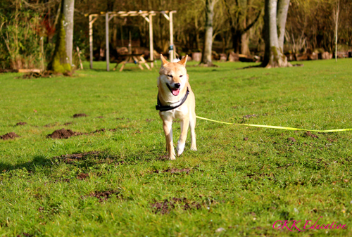 pension-canine-shiba-inu-ckk-education