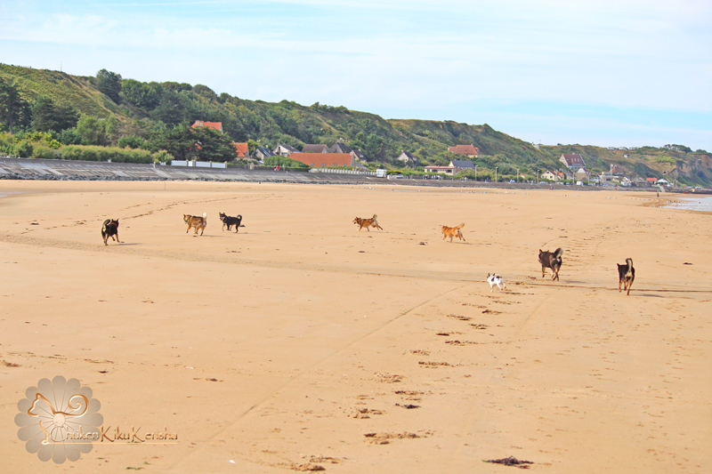 Shiba-playa-CKK-elevage-balade-promenade-meute-sans-laisse