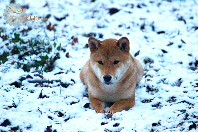 Kayo-japon-shiba-inu-neige-CKK-elevage