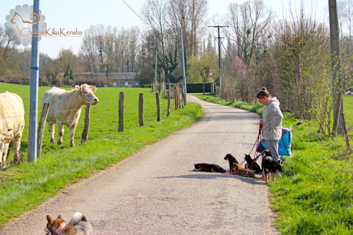 Socialisation-divers-village-animaux-aprentissage-laisse-chiots-elevage-CKK