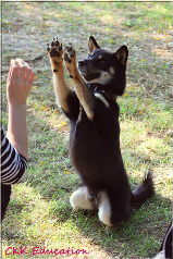 Tout-savoir-sur-le-Shiba-inu-Education-CKK