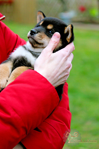 shiba-inu-chiot-socialisation-rencontre-CKK