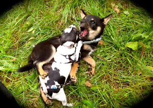 Ecole-Chiot-shiba-Garde-Creche-canine