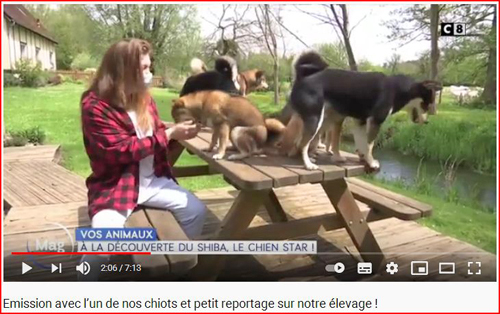 emission-C8-Sandrine-elevage-shiba-inu-Chuken-kiku-kensha-Normandie-Eure-William-a-midi-Tsuki-chiot-chien-japonais-race-japonaise-reportage