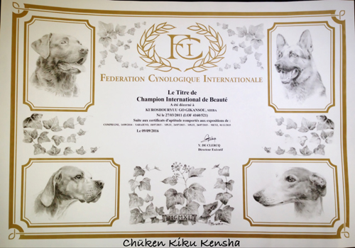 international-champion-Kuro-shouryuu-go-gikansou-male-shiba-inu-black-tan-stud-france-kennel-CKK-elevage-etalon-japan-import-japon-bloodline