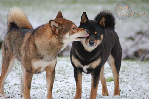 males-shiba-inu-cohabitation-entente-ensemble-Jin-Goro-sesame-noir-et-feu-CKK-elevage