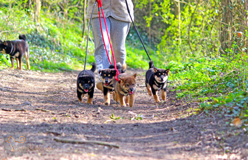 promenade-chiots-puppies-CKK-kennel-shiba-inu-elevage