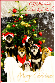Shiba-inu-Noel-Christmas-Elevage-Chuken-Kiku-Kensha-柴犬