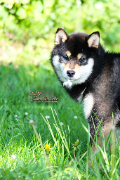 Shiba-inu-chien-japonais-Hime