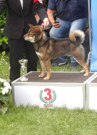 Shiba-Nippo-Dog-Show-Ring-Best-Groupe-5-Chien-primitif