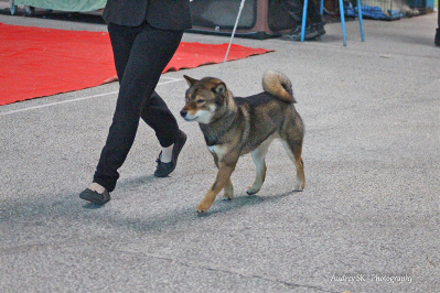 Shiba-inu-sesame-goma-allures-show-expo