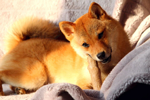 Shiba-inu-anxieux-stress-peur-destructeur