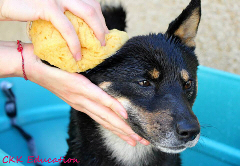 Shiba-inu-Education-Manipulation-Manipuler-Laver-Brosser-Veterinaire-Sante