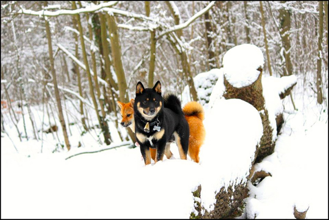 Comment-eduquer-un-shiba-inu-rappel