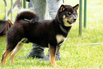 Exposition-Canine-Dog-Show-Shiba-inu