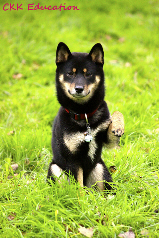 Shiba-inu-caractere-chat-chien-CKK-Education