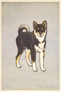 elevage-shiba-inu-chuken-kikusou